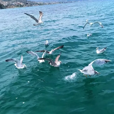 Jacona 365 Apartmán *